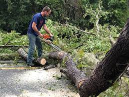 Maryville, IL Tree Care Company