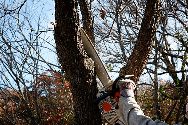 How Our Tree Care Process Works  in  Maryville, IL
